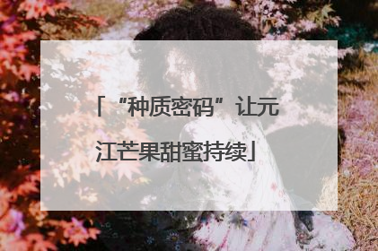 “种质密码”让元江芒果甜蜜持续