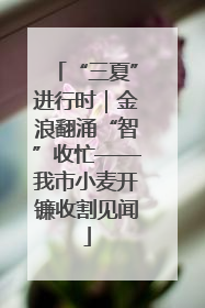 “三夏”进行时｜金浪翻涌“智”收忙——我市小麦开镰收割见闻