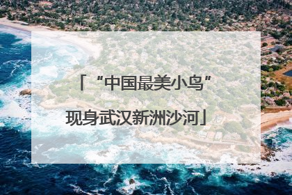 “中国最美小鸟”现身武汉新洲沙河