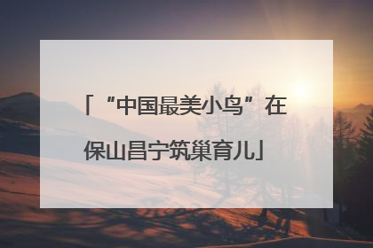 “中国最美小鸟”在保山昌宁筑巢育儿