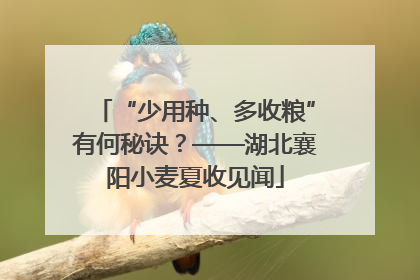 “少用种、多收粮”有何秘诀？——湖北襄阳小麦夏收见闻