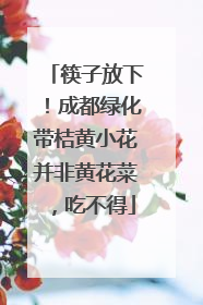 筷子放下！成都绿化带桔黄小花并非黄花菜，吃不得