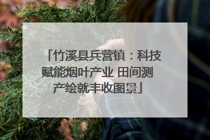 竹溪县兵营镇：科技赋能烟叶产业 田间测产绘就丰收图景