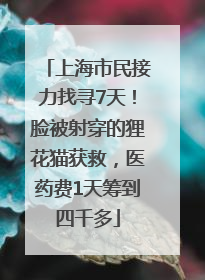 上海市民接力找寻7天！脸被射穿的狸花猫获救，医药费1天筹到四千多