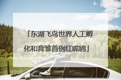 东湖飞鸟世界人工孵化和育雏首例红嘴鸥
