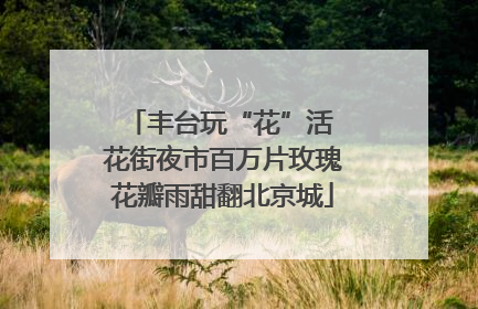 丰台玩“花”活 花街夜市百万片玫瑰花瓣雨甜翻北京城