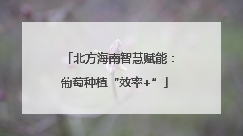 北方海南智慧赋能：葡萄种植“效率+”