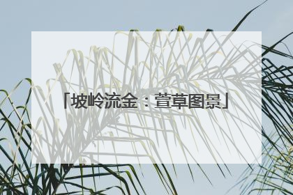 坡岭流金：萱草图景