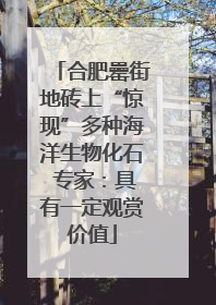 合肥罍街地砖上“惊现”多种海洋生物化石 专家：具有一定观赏价值