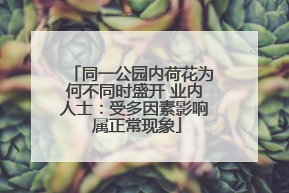 同一公园内荷花为何不同时盛开 业内人士：受多因素影响 属正常现象
