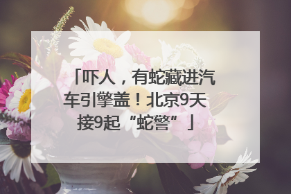 吓人，有蛇藏进汽车引擎盖！北京9天接9起“蛇警”