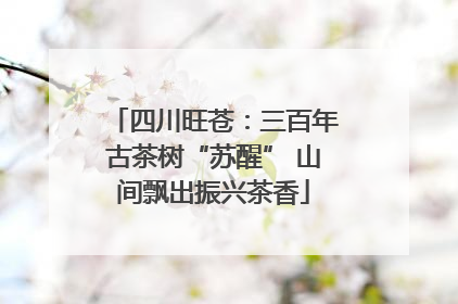 四川旺苍：三百年古茶树“苏醒” 山间飘出振兴茶香
