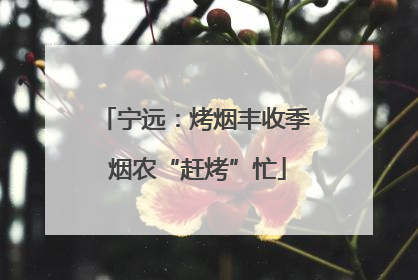 宁远：烤烟丰收季 烟农“赶烤”忙