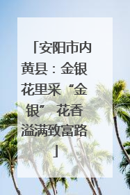 安阳市内黄县：金银花里采“金银” 花香溢满致富路