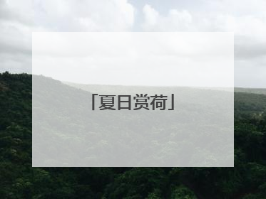 夏日赏荷