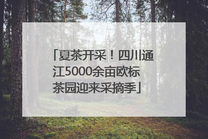夏茶开采！四川通江5000余亩欧标茶园迎来采摘季