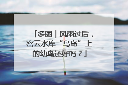 多图｜风雨过后，密云水库“鸟岛”上的幼鸟还好吗？