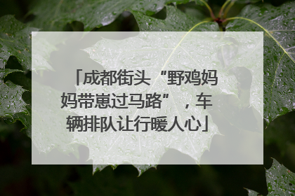 成都街头“野鸡妈妈带崽过马路”，车辆排队让行暖人心
