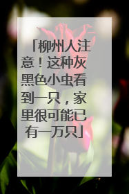 柳州人注意！这种灰黑色小虫看到一只，家里很可能已有一万只