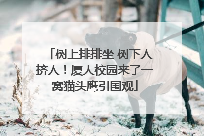 树上排排坐 树下人挤人！厦大校园来了一窝猫头鹰引围观
