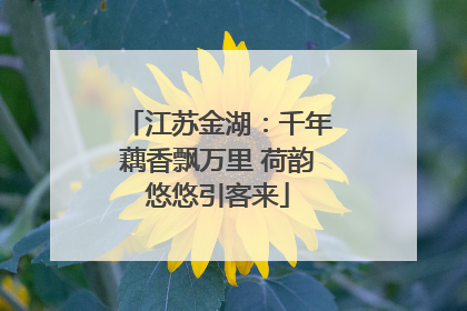 江苏金湖：千年藕香飘万里 荷韵悠悠引客来