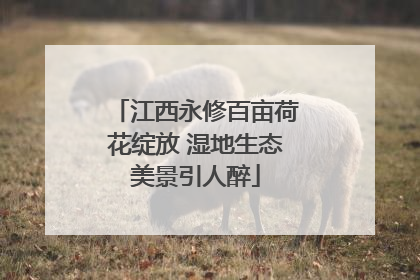 江西永修百亩荷花绽放 湿地生态美景引人醉