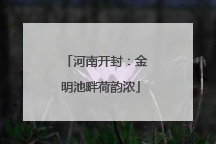河南开封：金明池畔荷韵浓