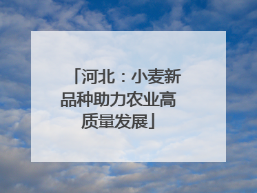 河北：小麦新品种助力农业高质量发展