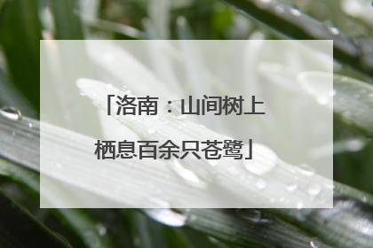洛南：山间树上栖息百余只苍鹭
