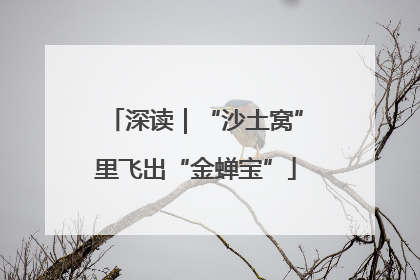 深读｜“沙土窝”里飞出“金蝉宝”