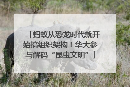 蚂蚁从恐龙时代就开始搞组织架构！华大参与解码“昆虫文明”