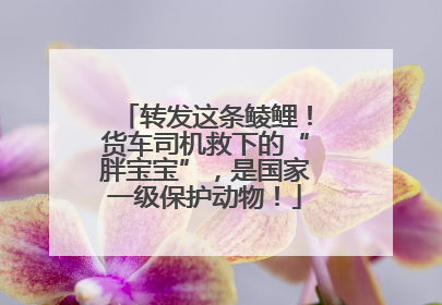 转发这条鲮鲤！货车司机救下的“胖宝宝”，是国家一级保护动物！