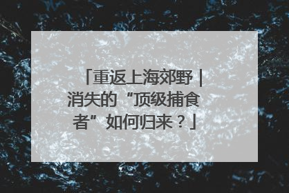 重返上海郊野｜消失的“顶级捕食者”如何归来？