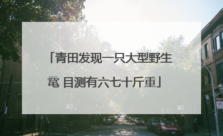 青田发现一只大型野生鼋 目测有六七十斤重