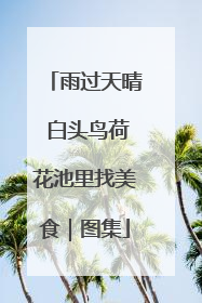 雨过天晴 白头鸟荷花池里找美食｜图集